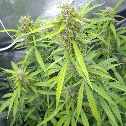 Blue Dream Auto #4 growlog timeline photo