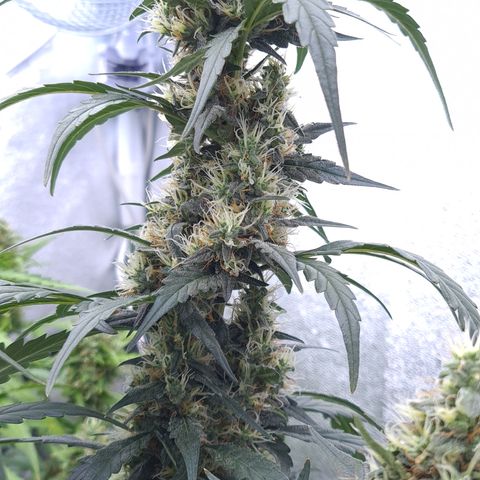 Blue Dream Auto #4 growlog timeline photo