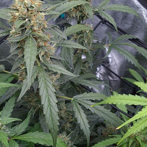 Blue Dream Auto #4 growlog timeline photo