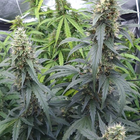Blue Dream Auto #4 growlog timeline photo
