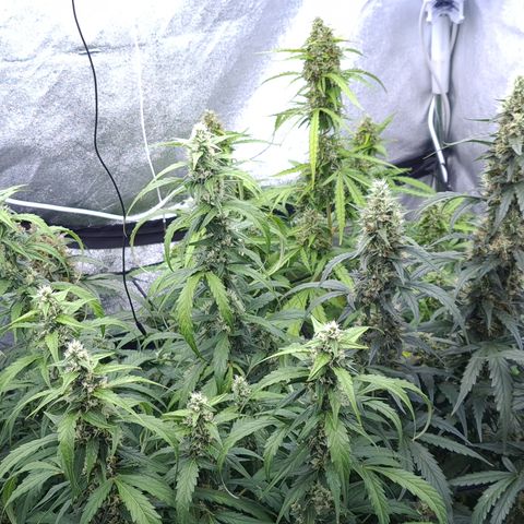 Blue Dream Auto #4 growlog timeline photo