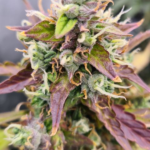 Blue Dream Auto #4 growlog timeline photo