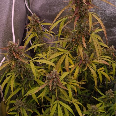 Blue Dream Auto #4 growlog timeline photo