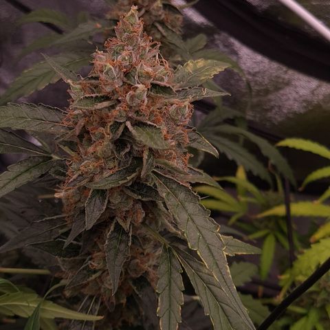 Blue Dream Auto #4 growlog timeline photo