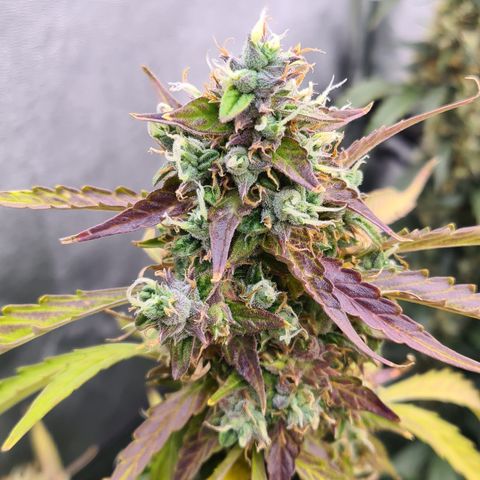 Blue Dream Auto #4 growlog timeline photo