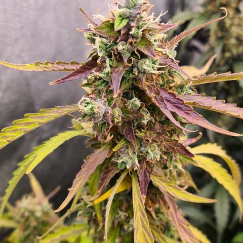 Blue Dream Auto #4 growlog timeline photo
