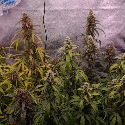 Blue Dream Auto #4 growlog timeline photo