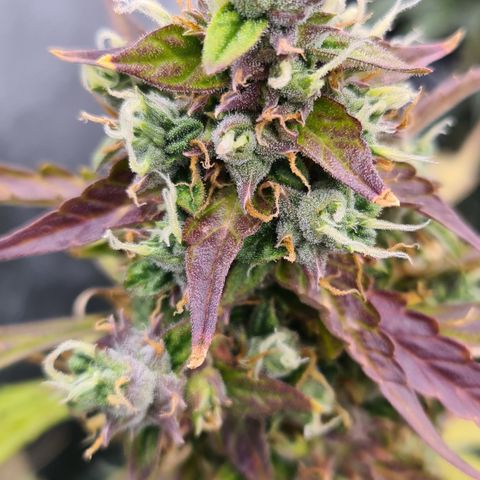 Blue Dream Auto #4 growlog timeline photo