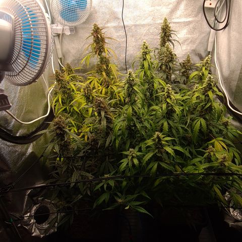 Blue Dream Auto #4 growlog timeline photo