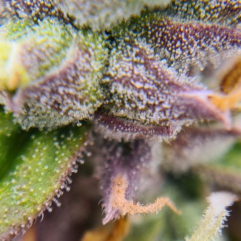 Blue Dream Auto #4 growlog timeline photo