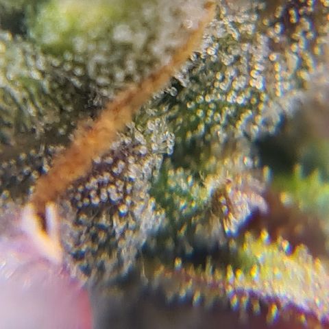 Blue Dream Auto #4 growlog timeline photo