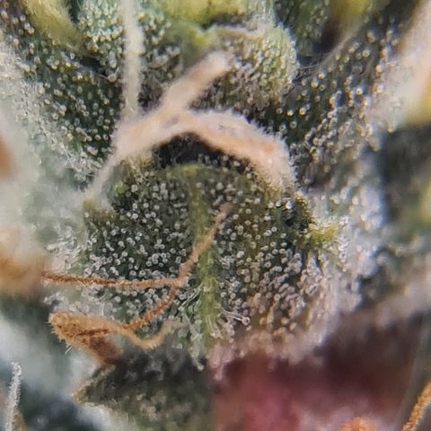 Blue Dream Auto #4 growlog timeline photo