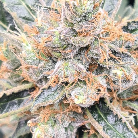 Blue Dream Auto #4 growlog timeline photo