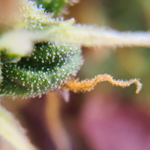 Blue Dream Auto #4 growlog timeline photo