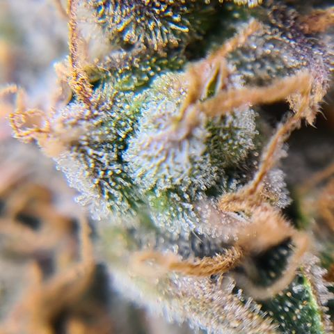 Blue Dream Auto #4 growlog timeline photo