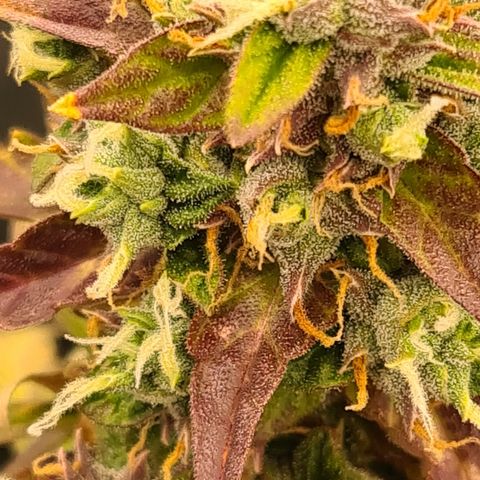 Blue Dream Auto #4 growlog timeline photo