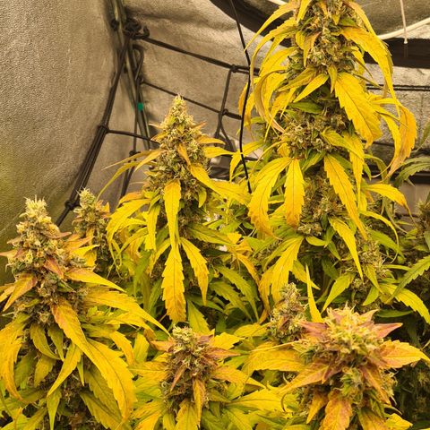 Blue Dream Auto #4 growlog timeline photo