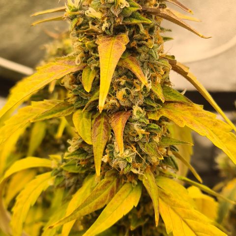 Blue Dream Auto #4 growlog photo: Monitoring trichomes daily.