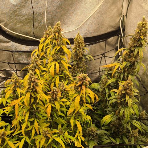 Blue Dream Auto #4 growlog timeline photo