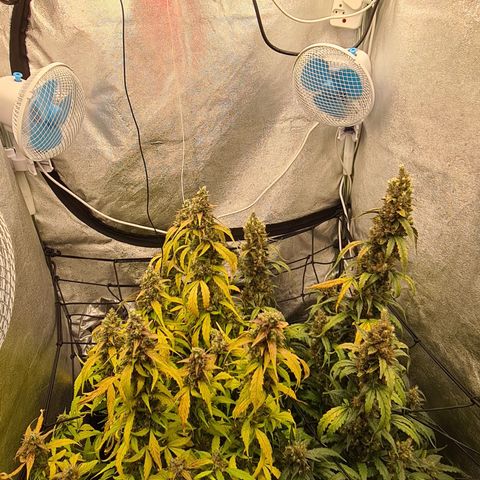 Blue Dream Auto #4 growlog timeline photo