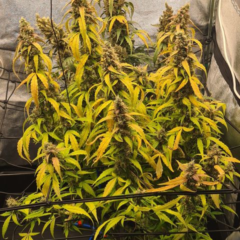 Blue Dream Auto #4 growlog timeline photo