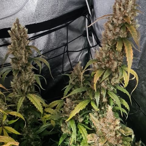 Blue Dream Auto #4 growlog timeline photo