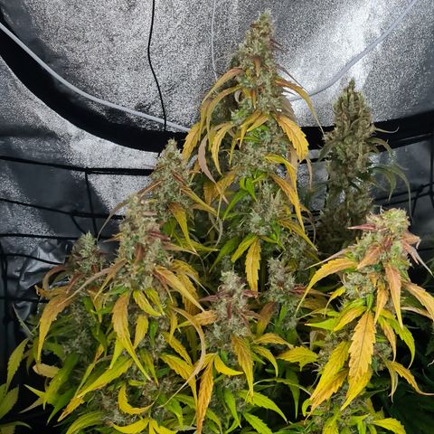 Blue Dream Auto #4 growlog timeline photo