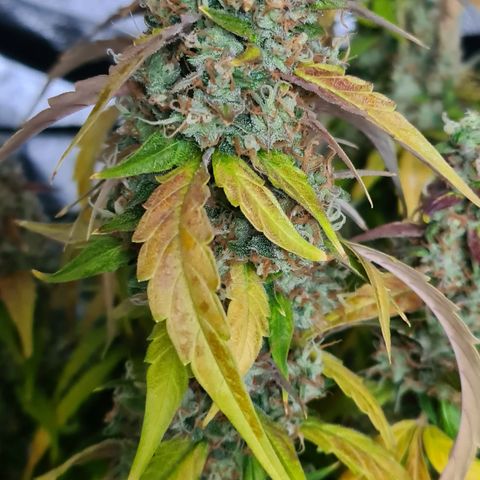 Blue Dream Auto #4 growlog timeline photo