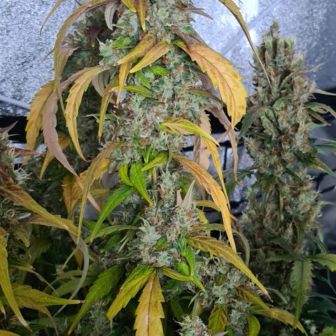 Blue Dream Auto #4 growlog timeline photo