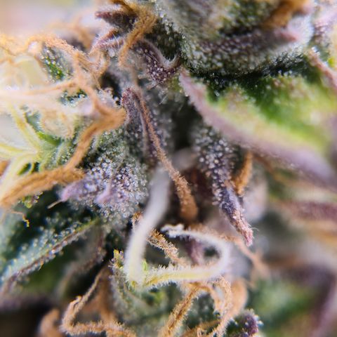 Blue Dream Auto #4 growlog timeline photo