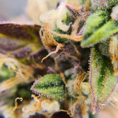Blue Dream Auto #4 growlog timeline photo