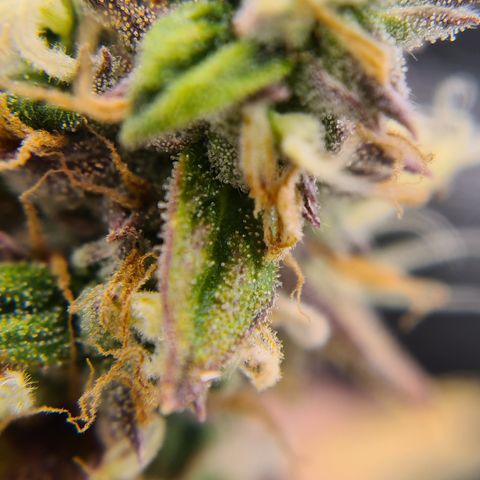 Blue Dream Auto #4 growlog timeline photo