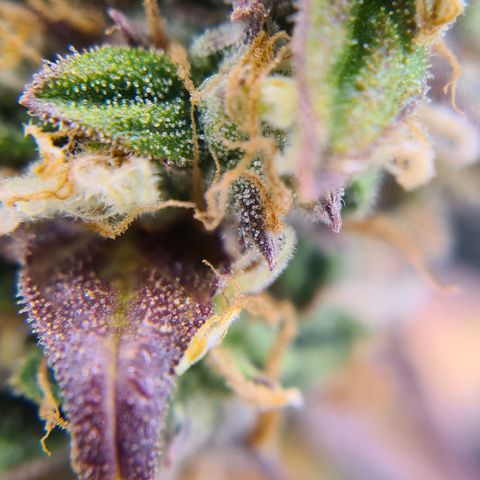 Blue Dream Auto #4 growlog timeline photo