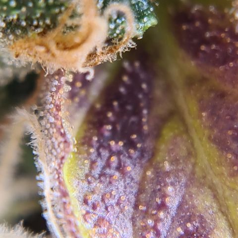 Blue Dream Auto #4 growlog timeline photo