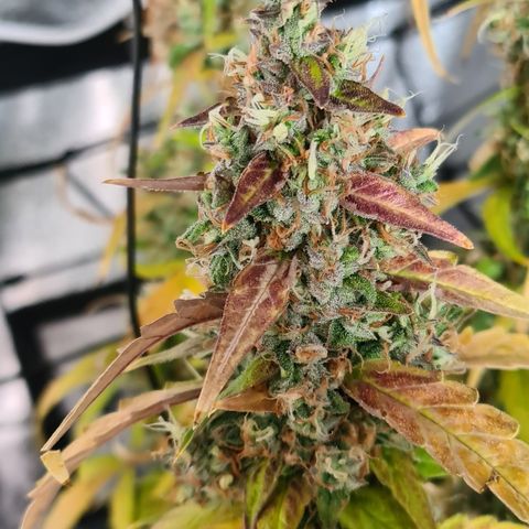 Blue Dream Auto #4 growlog timeline photo