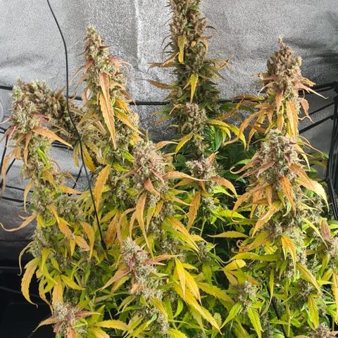 Blue Dream Auto #4 growlog timeline photo