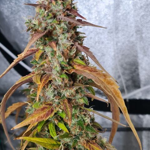 Blue Dream Auto #4 growlog timeline photo