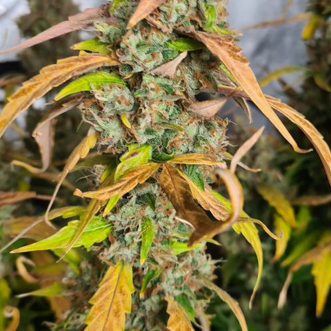 Blue Dream Auto #4 growlog timeline photo