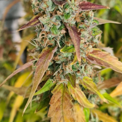 Blue Dream Auto #4 growlog timeline photo