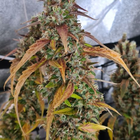 Blue Dream Auto #4 growlog timeline photo