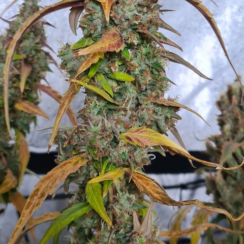 Blue Dream Auto #4 growlog timeline photo