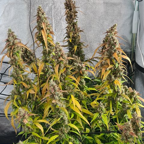 Blue Dream Auto #4 growlog timeline photo