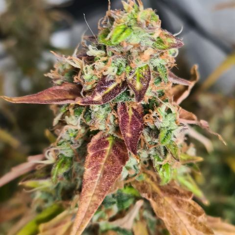 Blue Dream Auto #4 growlog timeline photo