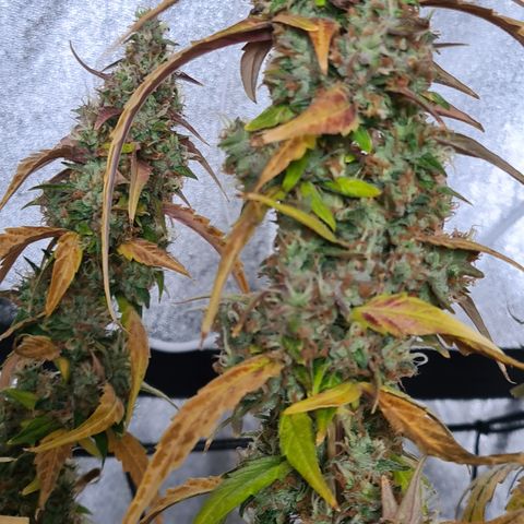 Blue Dream Auto #4 growlog timeline photo