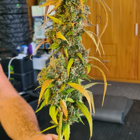 Blue Dream Auto #4 growlog timeline photo