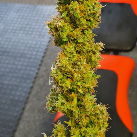 Blue Dream Auto #4 growlog timeline photo