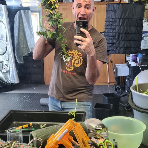 Blue Dream Auto #4 growlog timeline photo