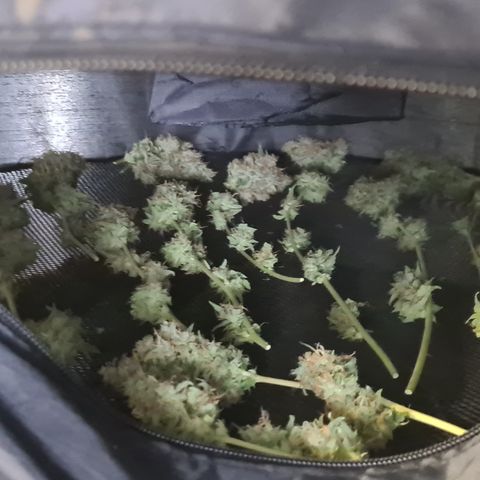 Blue Dream Auto #4 growlog timeline photo