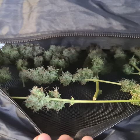 Blue Dream Auto #4 growlog timeline photo