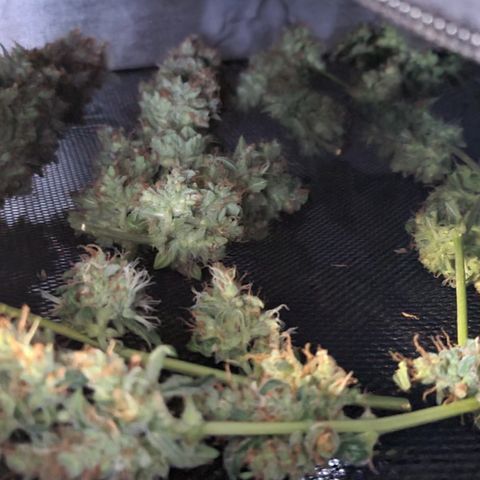Blue Dream Auto #4 growlog timeline photo
